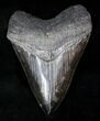 Megalodon Tooth With Killer Serrations #12647-1